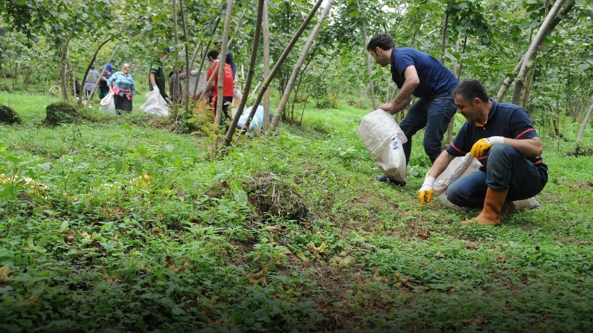 Beyaz yakalılar tarlada: Mühendisler fındık top… | Magazin