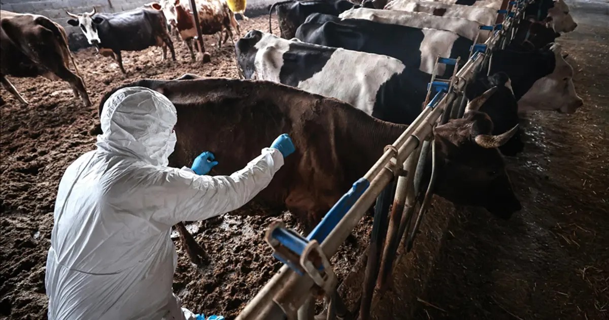 Sakarya’da şap tehlikesi büyüyor: 37 mahallede geniş çaplı karantina